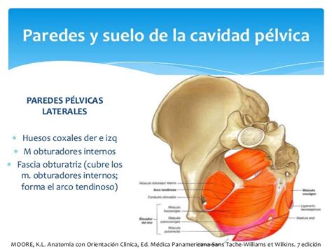 perineo hombre|Periné Masculino: Guía Completa de Anatomía y Suelo Pélvico